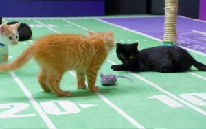 KITTENBOWL